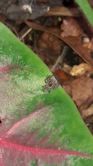 Sumampattus quinqueradiatus