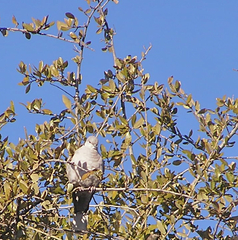 Streptopelia decaocto