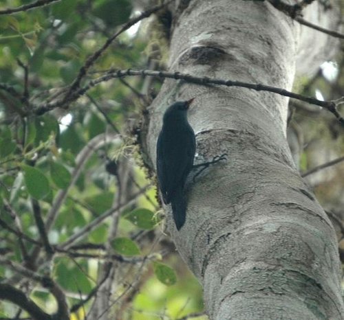 Hypositta corallirostris