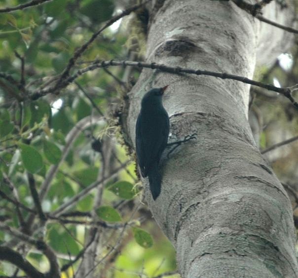 Nuthatch Vanga (Hypositta corallirostris), photo 10