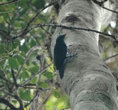 Hypositta corallirostris