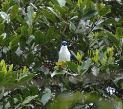 Cyanolanius madagascarinus