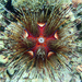 Pin Cushion Sea Urchin - Photo (c) keesgroenendijk, some rights reserved (CC BY-SA)