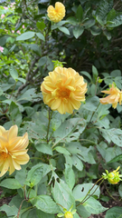Dahlia pinnata image