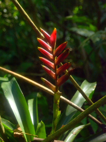 Image of Vriesea ensiformis by (c) vinicius_s_domingues, some rights reserved (CC BY)