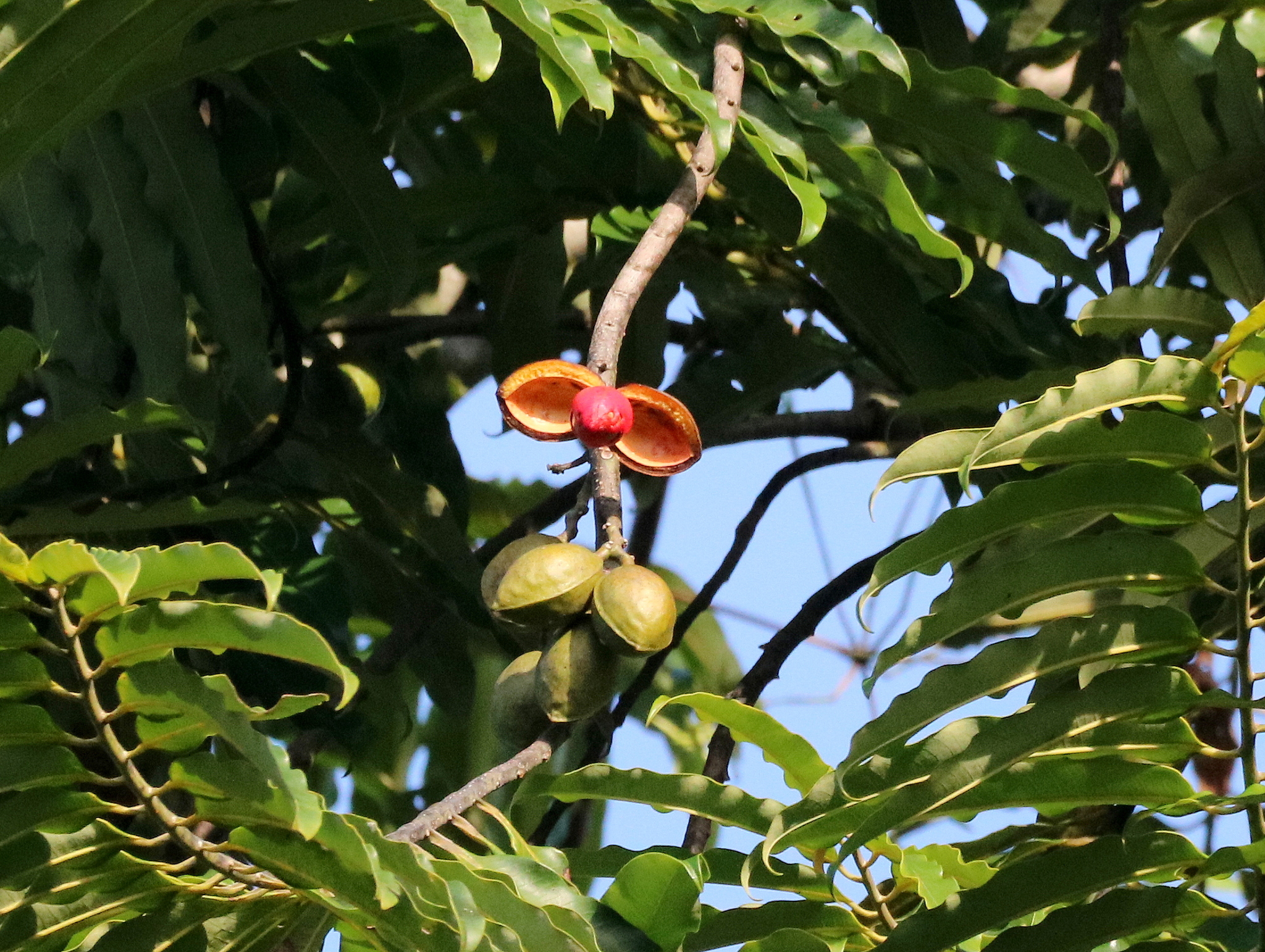 Imagem de Virola bicuhyba