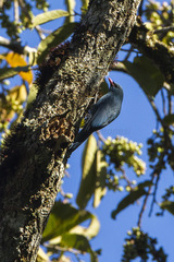 Nuthatch Vanga photo 2