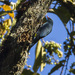 Nuthatch-Vanga - Photo (c) Francesco Veronesi, some rights reserved (CC BY-SA)