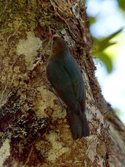 Nuthatch Vanga photo 3