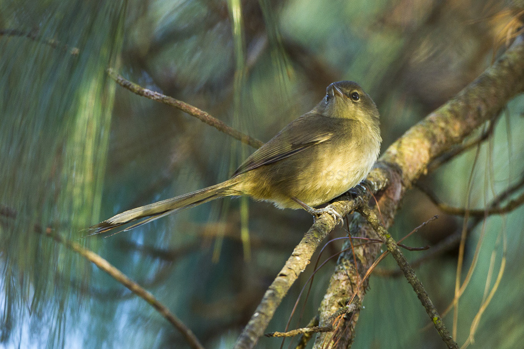 Malagasy Brush-Warbler (Nesillas typica) photo