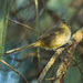 Madagascar Brush-Warbler - Photo (c) Francesco Veronesi, some rights reserved (CC BY-SA)