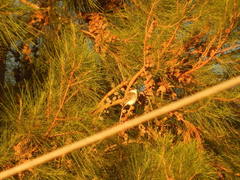 Xenopsaris albinucha