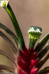 Anigozanthos manglesii