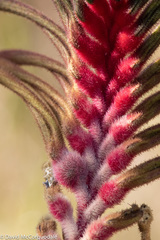 Anigozanthos manglesii