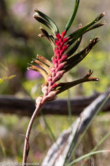 Anigozanthos manglesii