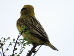 Anomalospiza imberbis