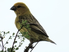 Anomalospiza imberbis