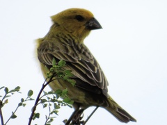 Anomalospiza imberbis