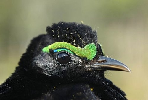 Velvet Asity (Philepitta castanea)