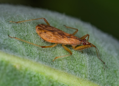 Nabis rufusculus