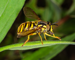 Chrysotoxum pubescens