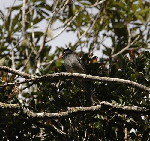 Malagasy Bulbul (Hypsipetes madagascariensis), photo 8