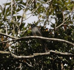 Hypsipetes madagascariensis