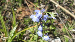 Lobelia berlandieri
