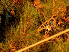 Xenopsaris albinucha