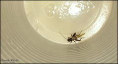 Stenonemobius gracilis