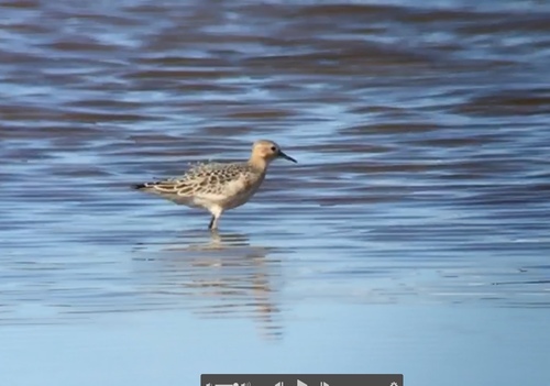 Correlimos canelo (Calidris subruficollis)