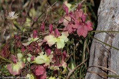 Lechenaultia linarioides