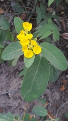 Stigmaphyllon paralias