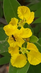 Stigmaphyllon paralias