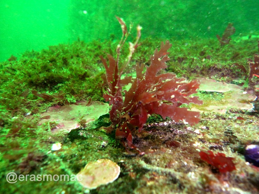 Callophyllis macrostiolata
