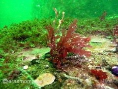 Callophyllis macrostiolata