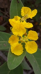 Stigmaphyllon paralias