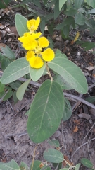 Stigmaphyllon paralias