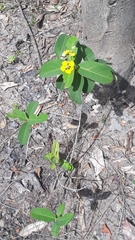 Stigmaphyllon paralias