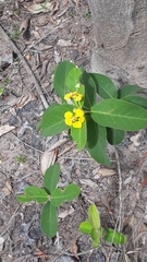 Stigmaphyllon paralias