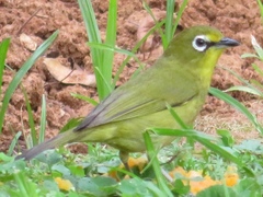 Zosterops virens virens