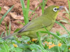 Zosterops virens virens