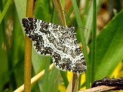 Rheumaptera hastata