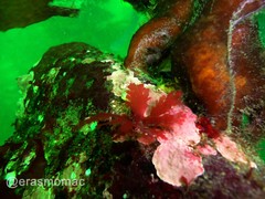 Callophyllis variegata