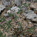Astragalus microcymbus - Photo (c) Matt Langemeier, alguns direitos reservados (CC BY-NC), uploaded by Matt Langemeier