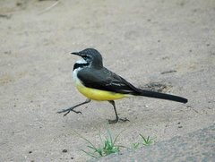 Motacilla flaviventris
