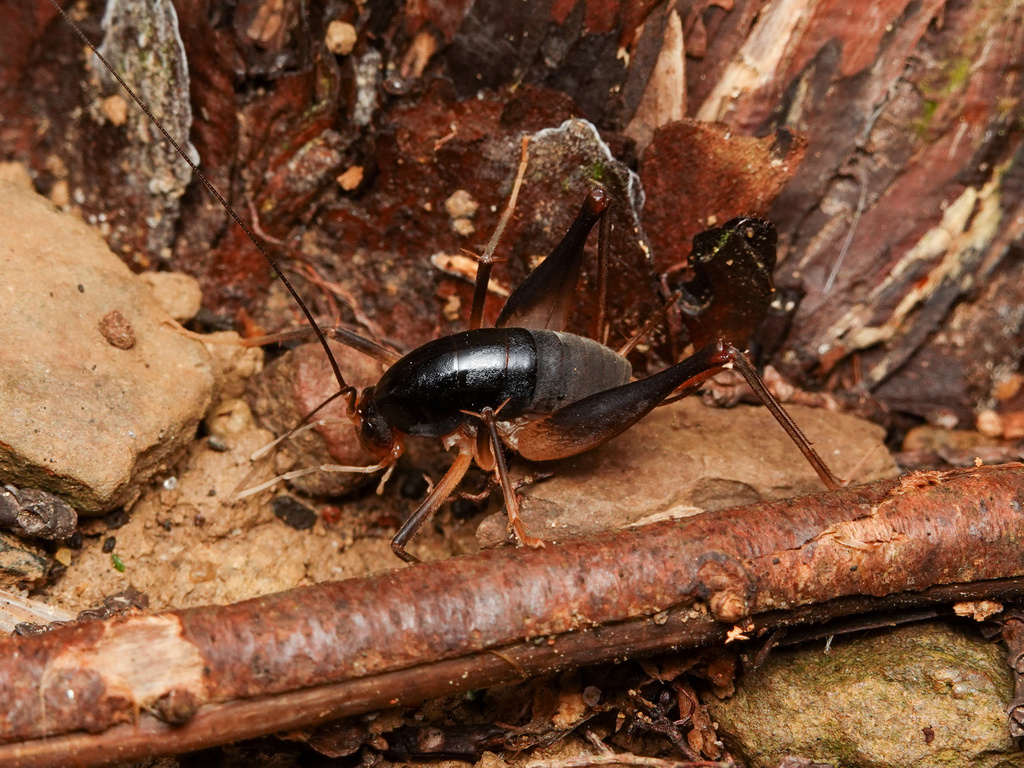 Paratachycines ussuriensis