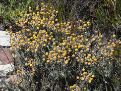 Helichrysum cochleariforme