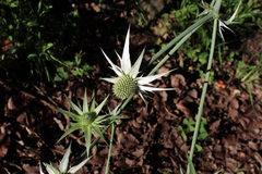 Eryngium