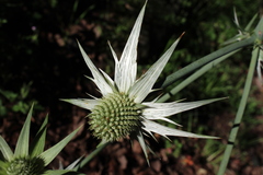 Eryngium